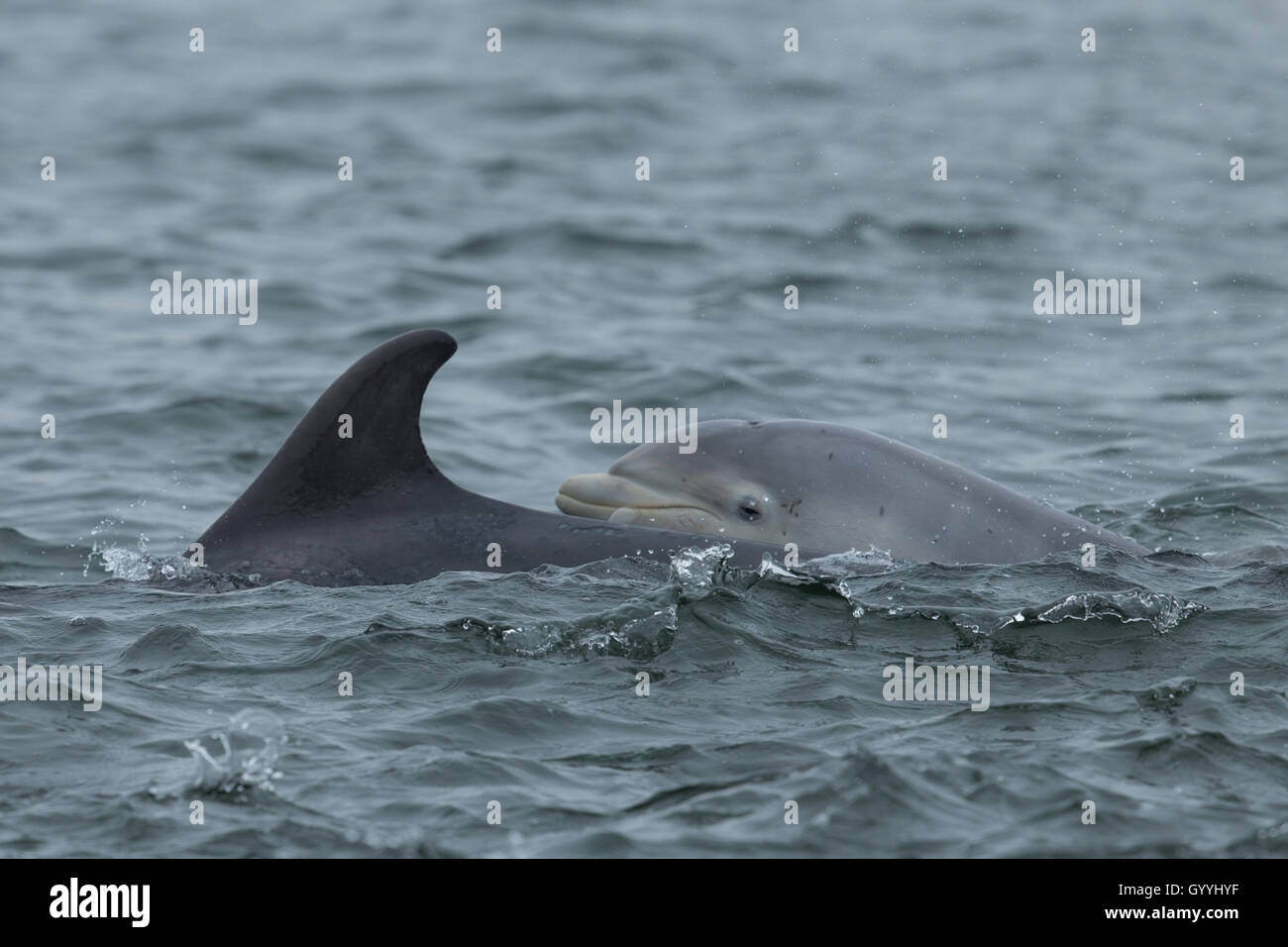 Bottlenose dolphin mother and calf in the Moray Firth Stock Photo