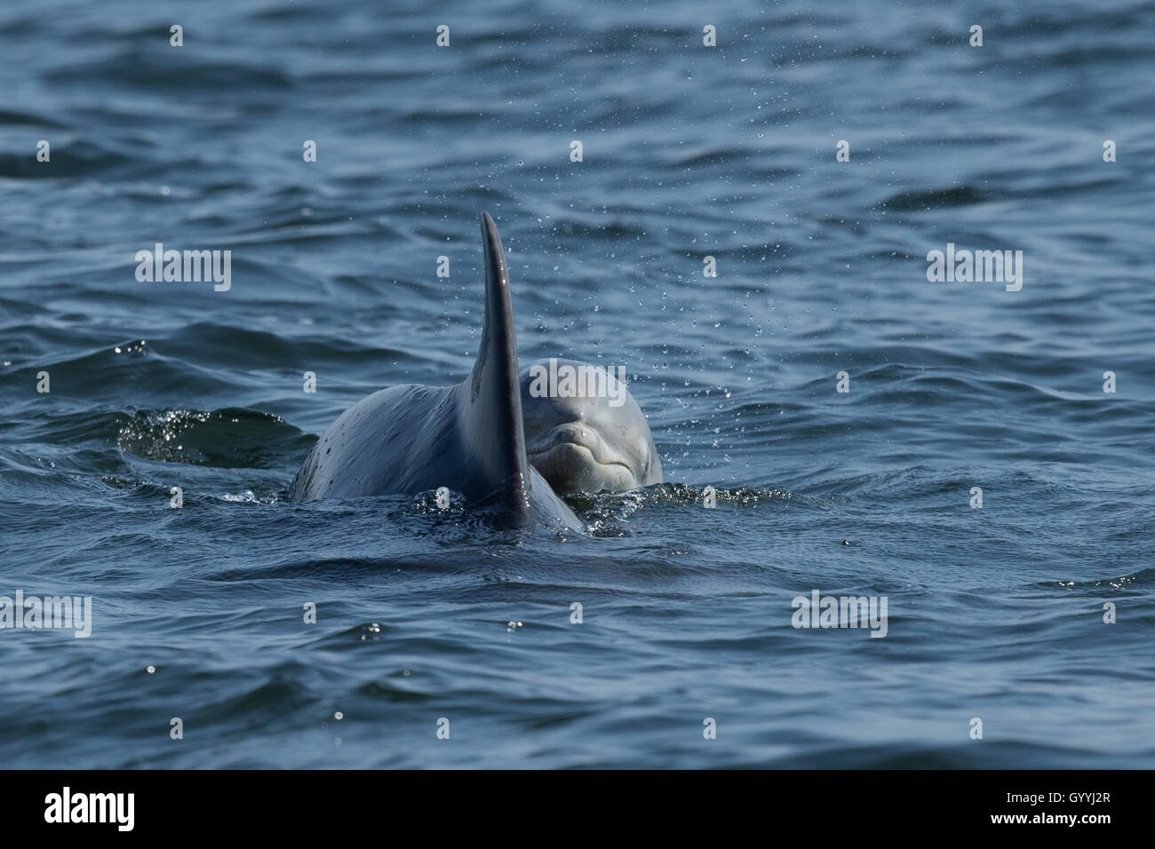 Bottlenose dolphin mother and calf in the Moray Firth Stock Photo