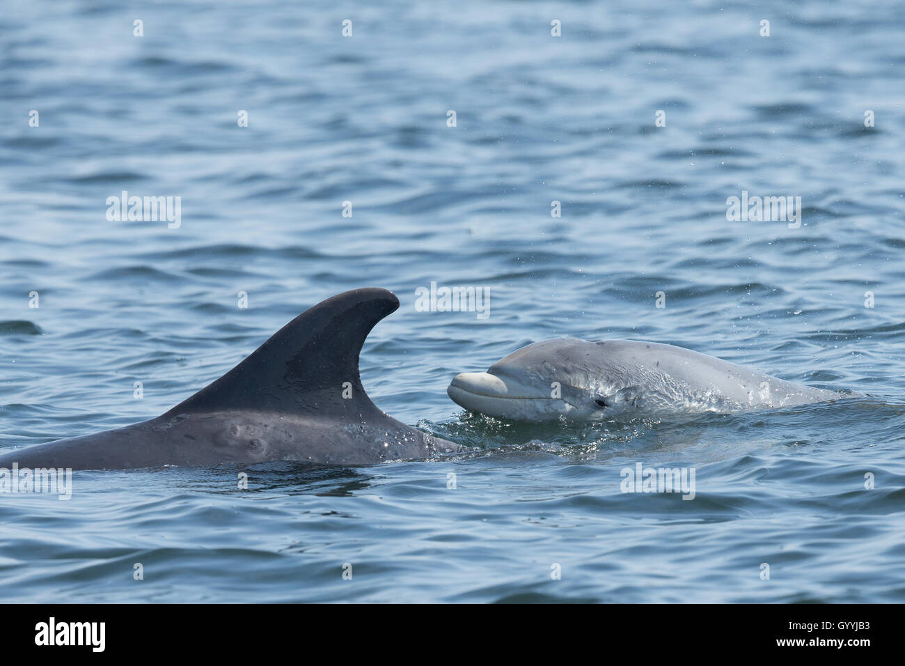 Bottlenose dolphin mother and calf in the Moray Firth Stock Photo