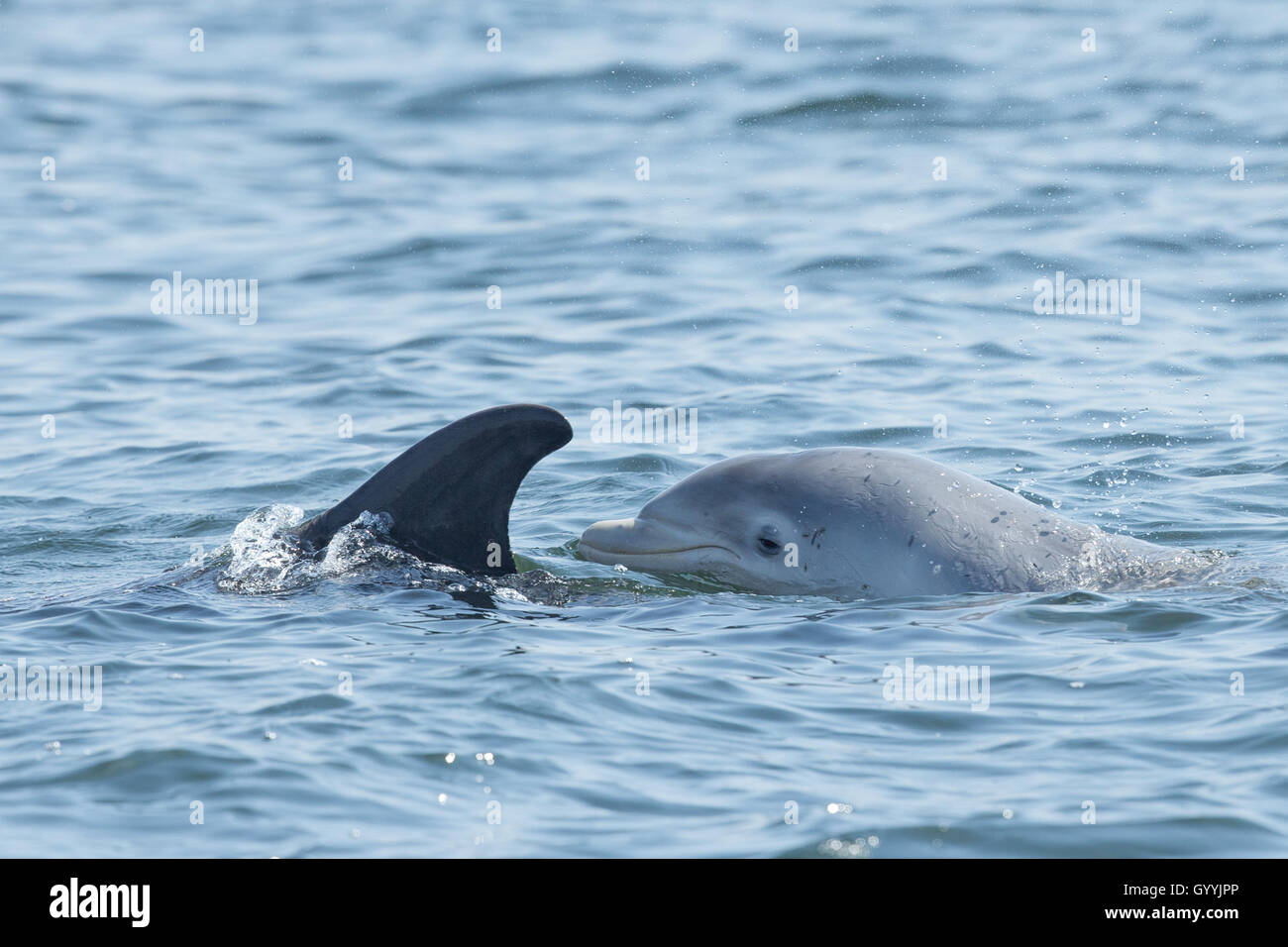 Bottlenose dolphin mother and calf in the Moray Firth Stock Photo