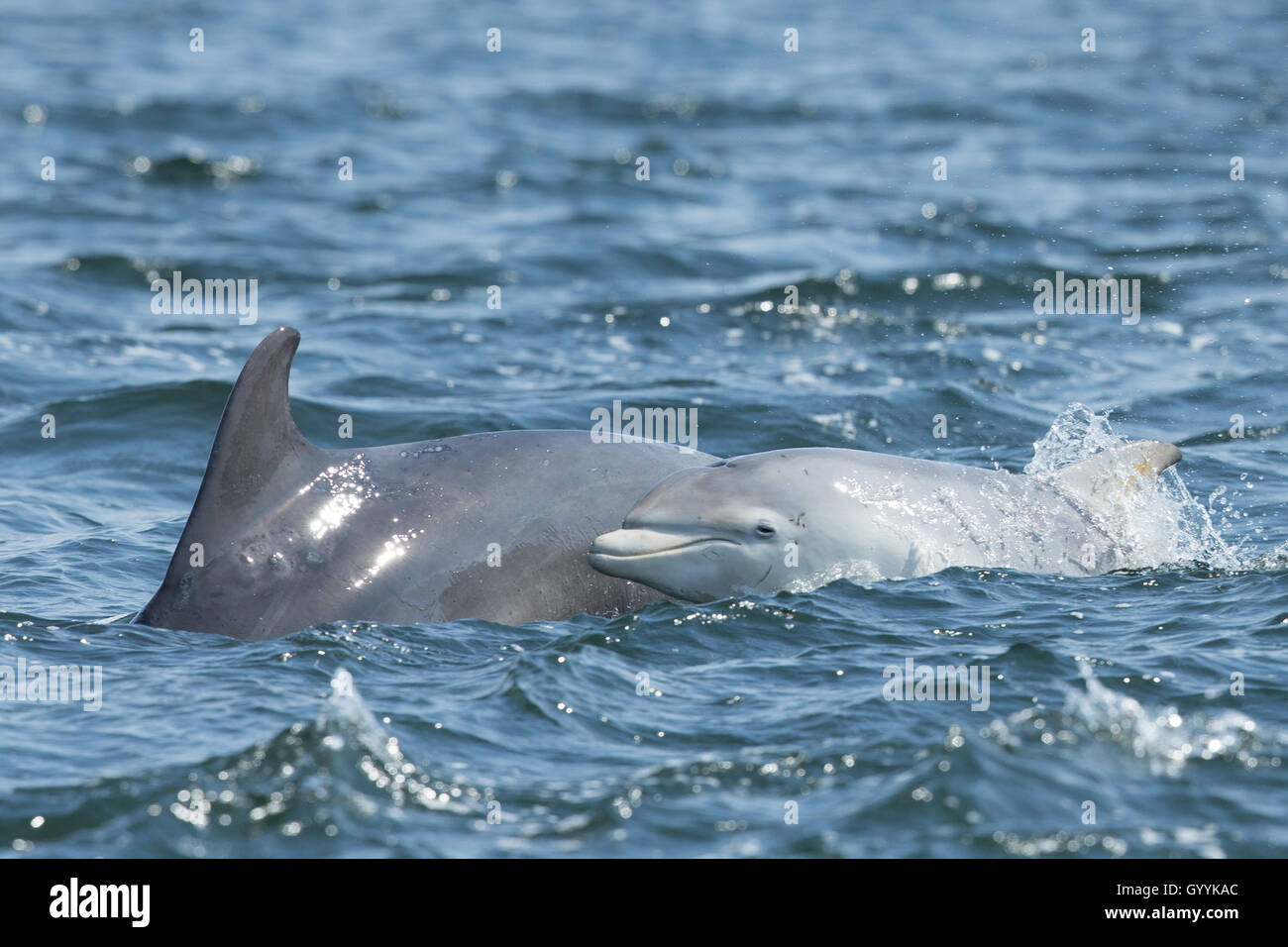 Bottlenose dolphin mother and calf in the Moray Firth Stock Photo