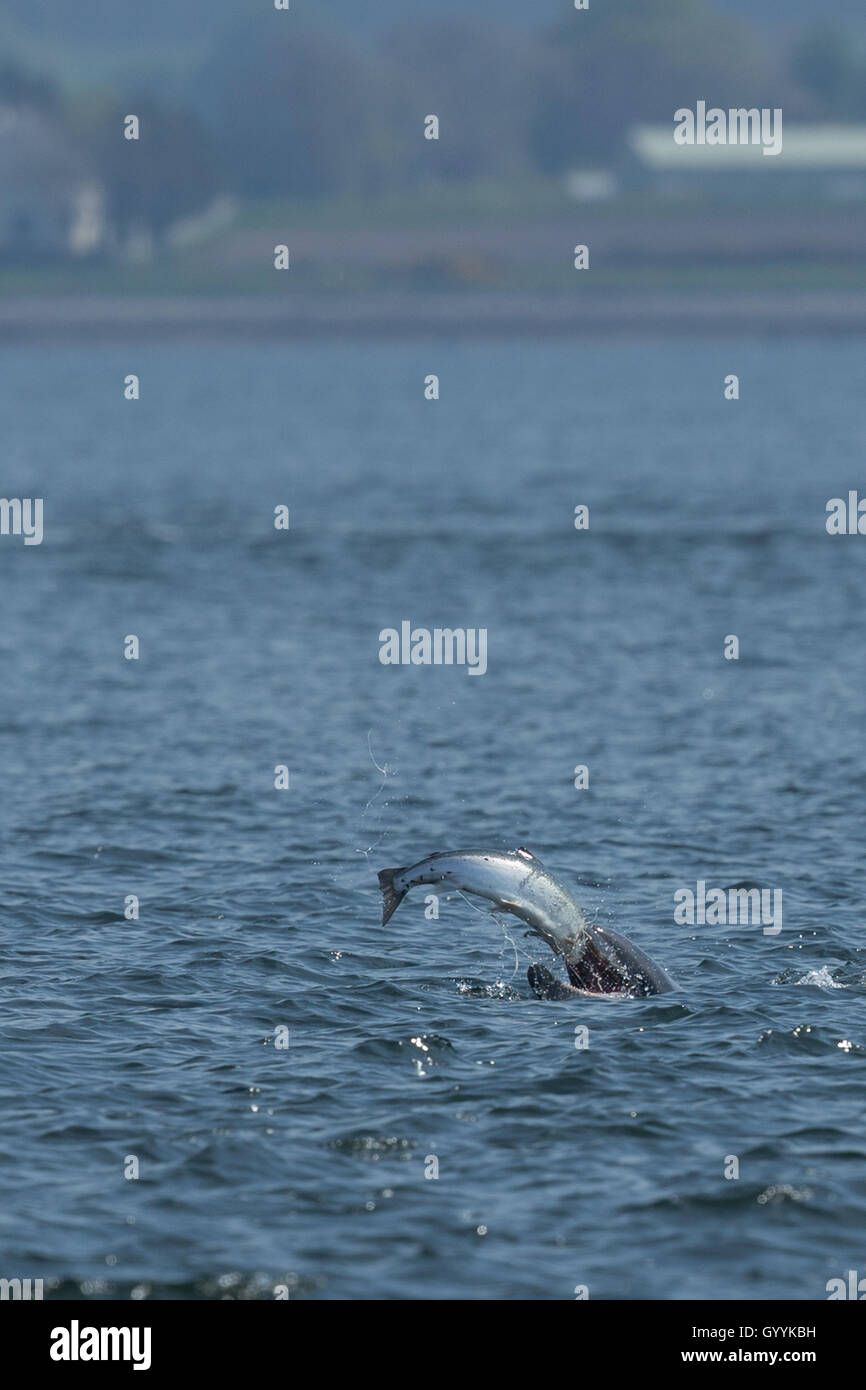 Bottlenose dolphin catching salmon in the Moray Firth Stock Photo