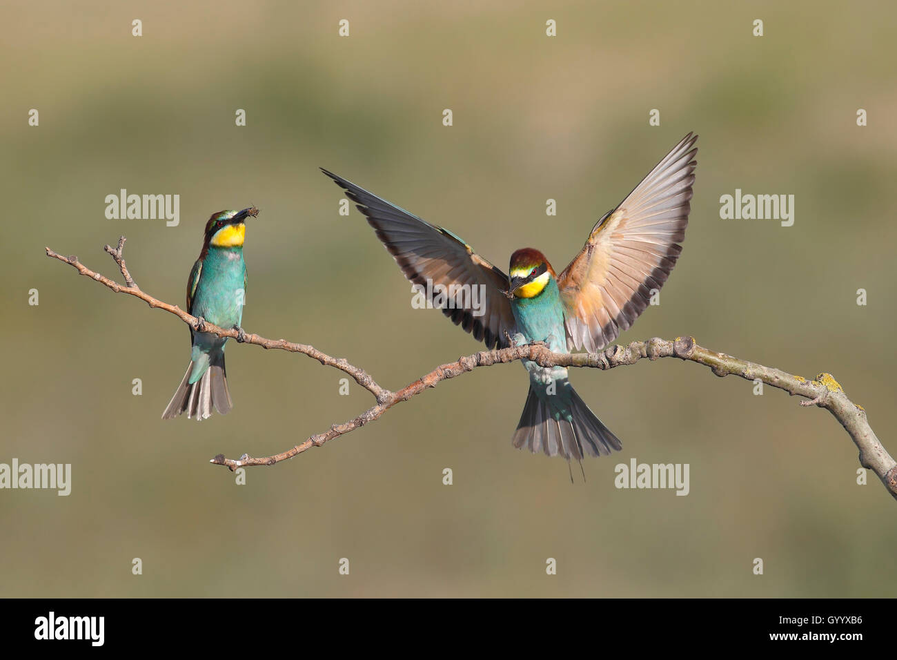 European bee-eater (Merops apiaster), to birds, one sitting on a branch, one in flight, Nickelsdorf, National Park Lake Neusiedl Stock Photo