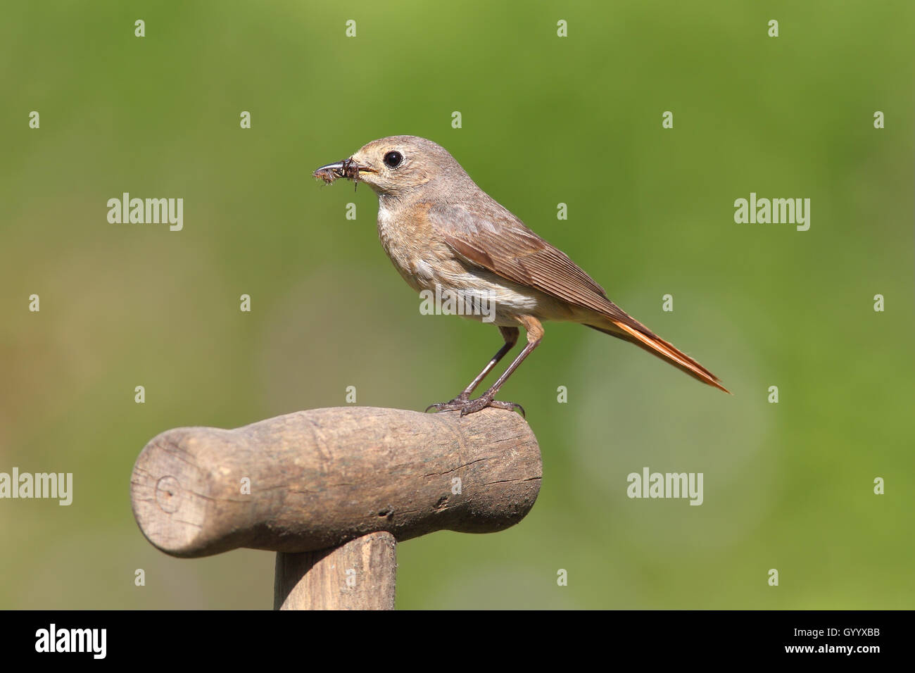 Redstart (Phoenicurus phoenicurus), female with prey sitting on a spade handle, North Rhine-Westphalia, Germany Stock Photo