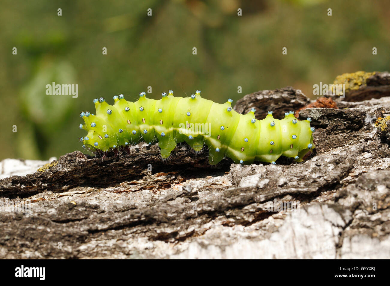 Large Emperor Moth (Saturnia pyri), Caterpillar, National Park Lake Neusiedl, Burgenland, Austria Stock Photo