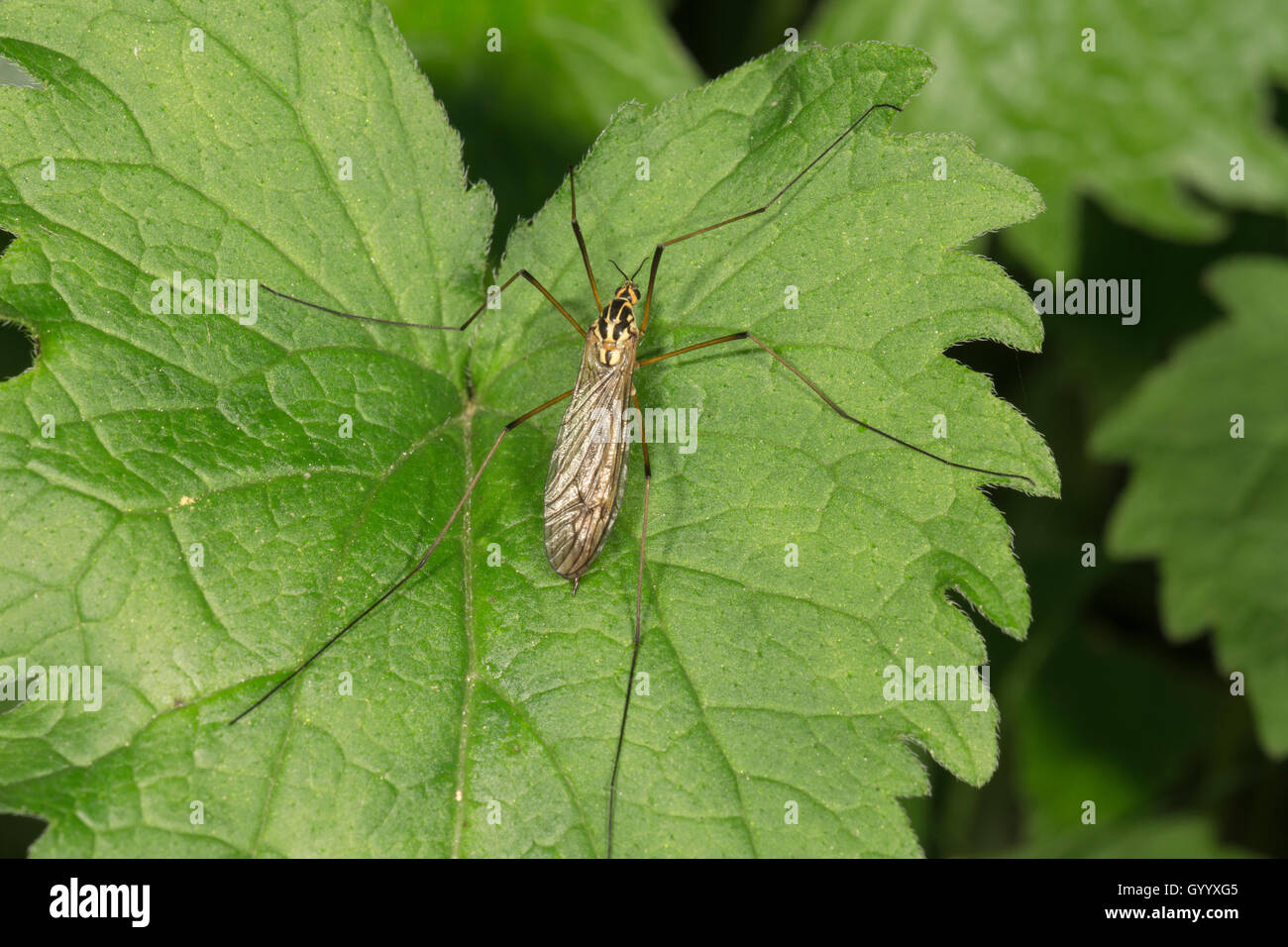 Crane fly (Nephrotoma terminalis) on leaf, Baden-Württemberg, Germany Stock Photo
