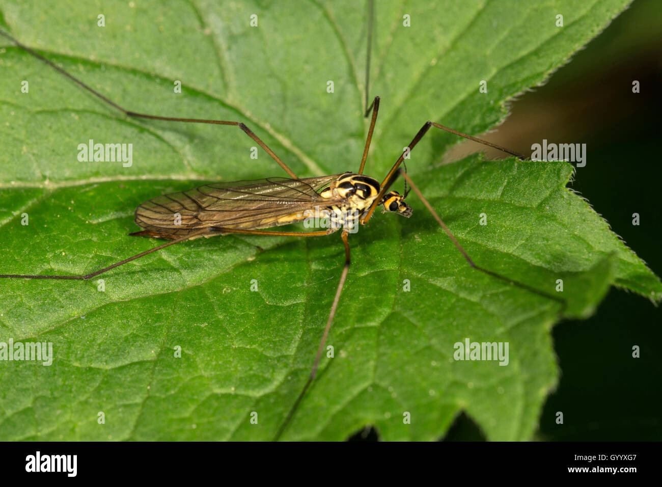 Crane fly (Nephrotoma terminalis) on leaf, Baden-Württemberg, Germany Stock Photo