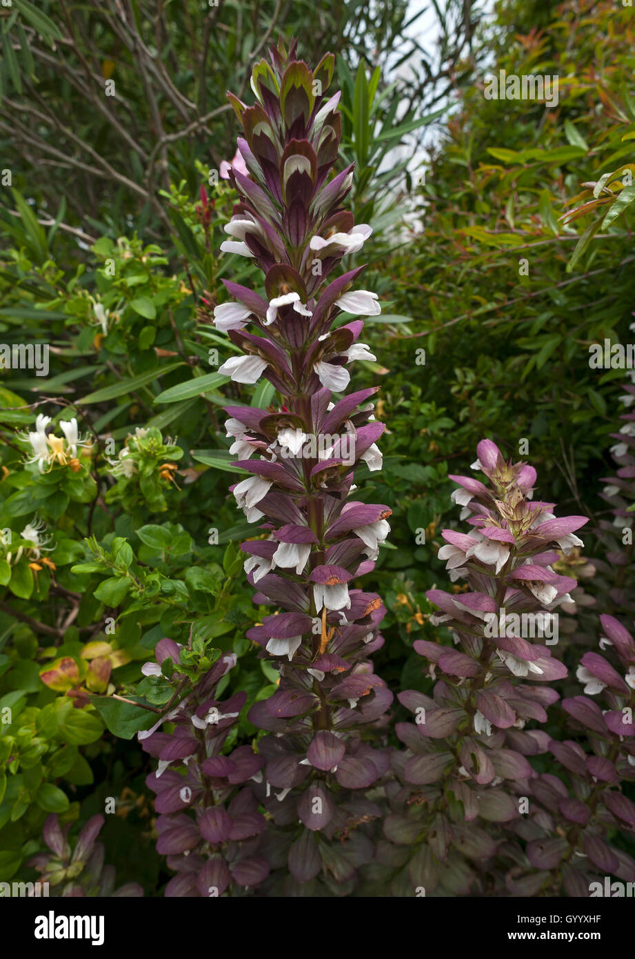 Florescence of an Acanthus (Acanthus), Vandee, France Stock Photo