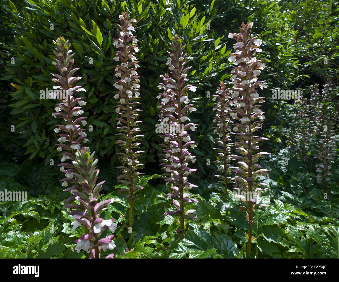 Page 2 - Acanthus High Resolution Stock Photography and Images - Alamy
