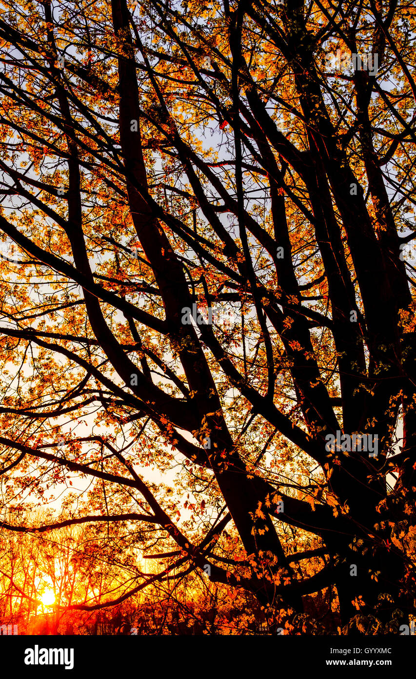 Sunset and silhouette of tree, North Rhine-Westphalia, Germany Stock Photo