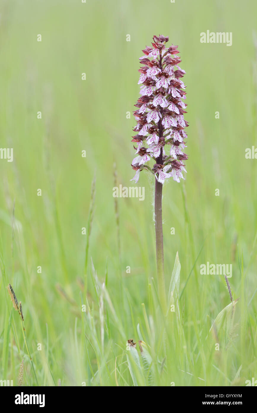 Northern marsh-orchid (Orchis purpurea) in a meadow, Thuringia, Germany Stock Photo