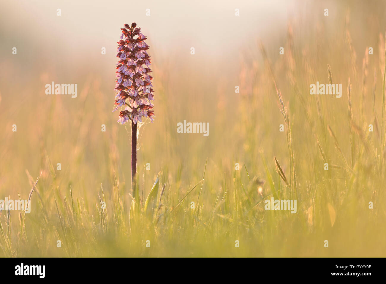 Lady Orchid (Orchis purpurea) in the meadow in the morning light, Thuringia, Germany Stock Photo