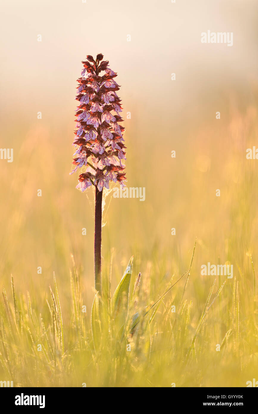 Lady Orchid (Orchis purpurea) in the meadow in the morning light, Thuringia, Germany Stock Photo