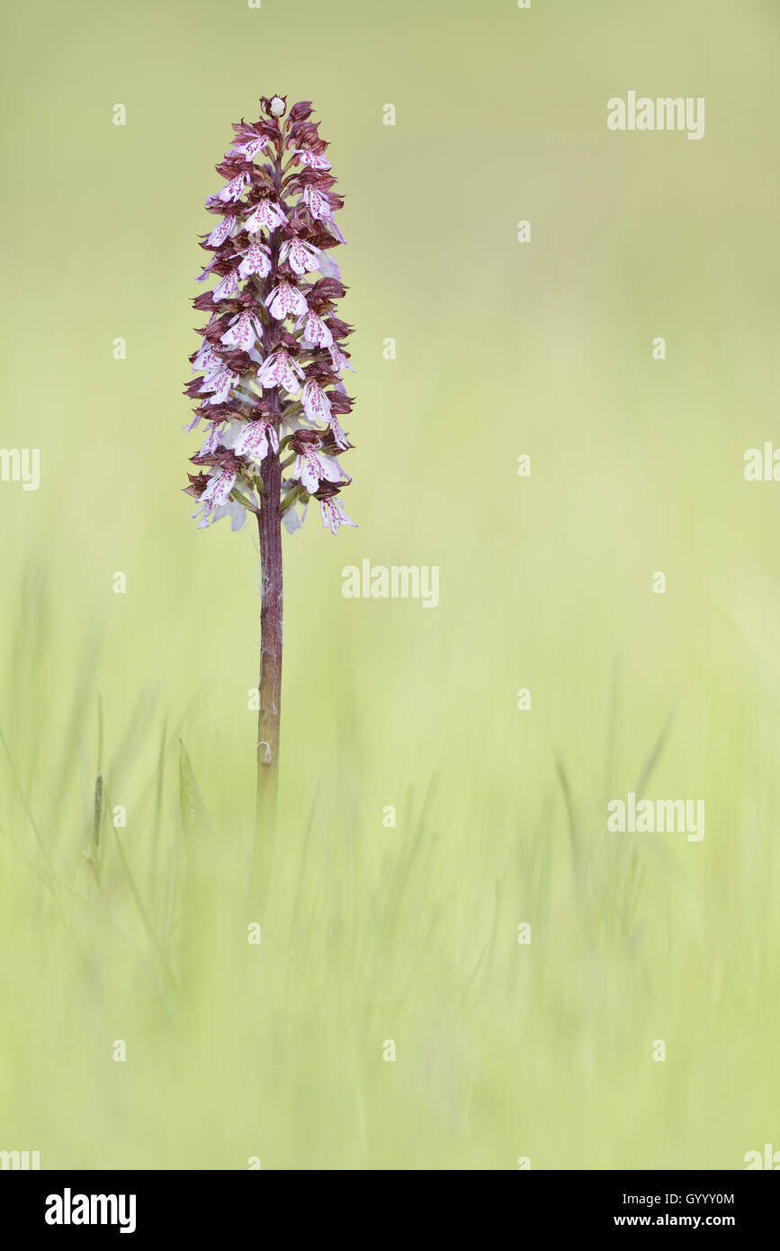 Lady Orchid (Orchis purpurea) in a meadow, Thuringia, Germany Stock Photo