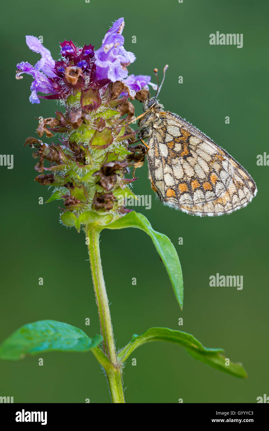 Heath fritillary (Mellicta athalia) on flower, Burgenland, Austria Stock Photo