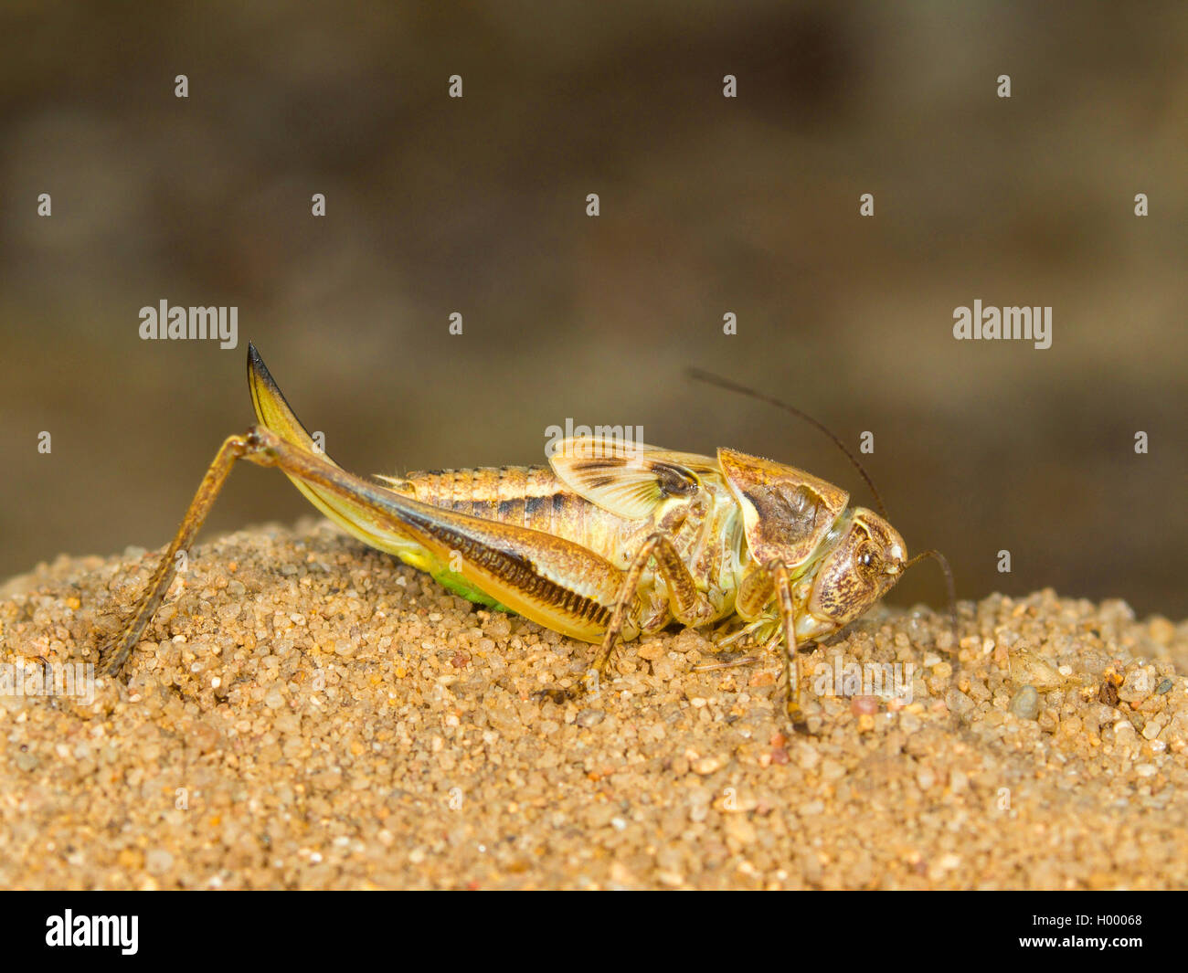Golden Digger Wasp (Sphex funerarius, Sphex rufocinctus), From Female captured and narcotized female larva of Grey Bush-cricket (Platycleis albopunctata), Germany Stock Photo