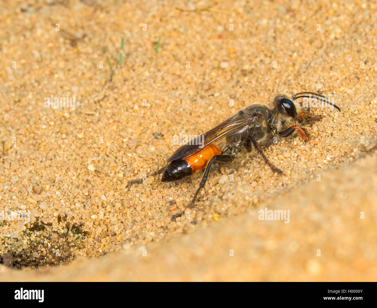 Golden Digger Wasp (Sphex funerarius, Sphex rufocinctus), female closing the nest, side view, Germany Stock Photo