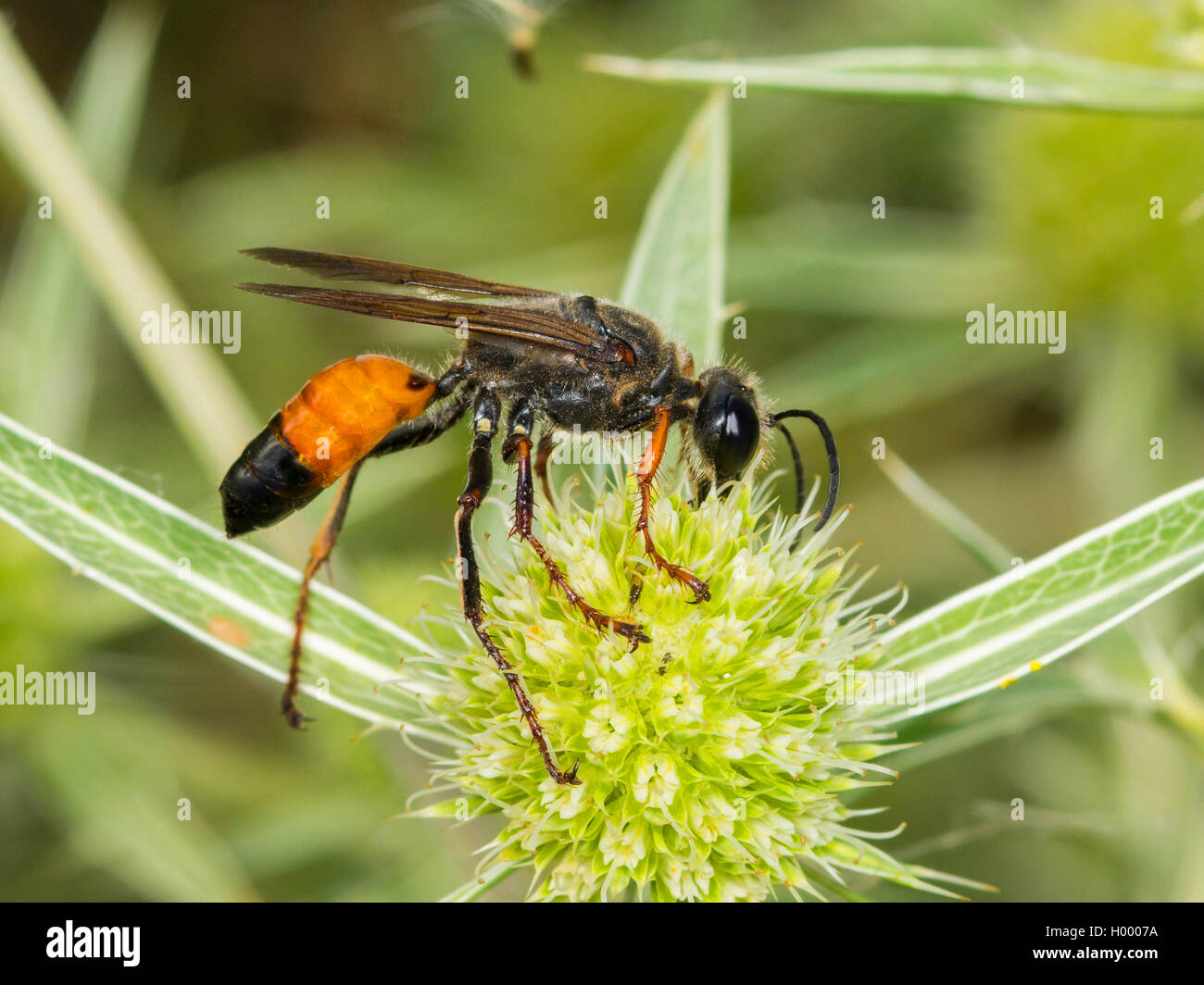 Golden Digger Wasp (Sphex funerarius, Sphex rufocinctus), Female foraging  on Field Eryngo (Eryngium campestre), Germany Stock Photo - Alamy