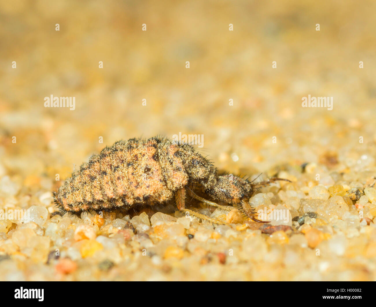 European antlion (Euroleon nostras), Mature larva sitting on sandy ground, Germany Stock Photo