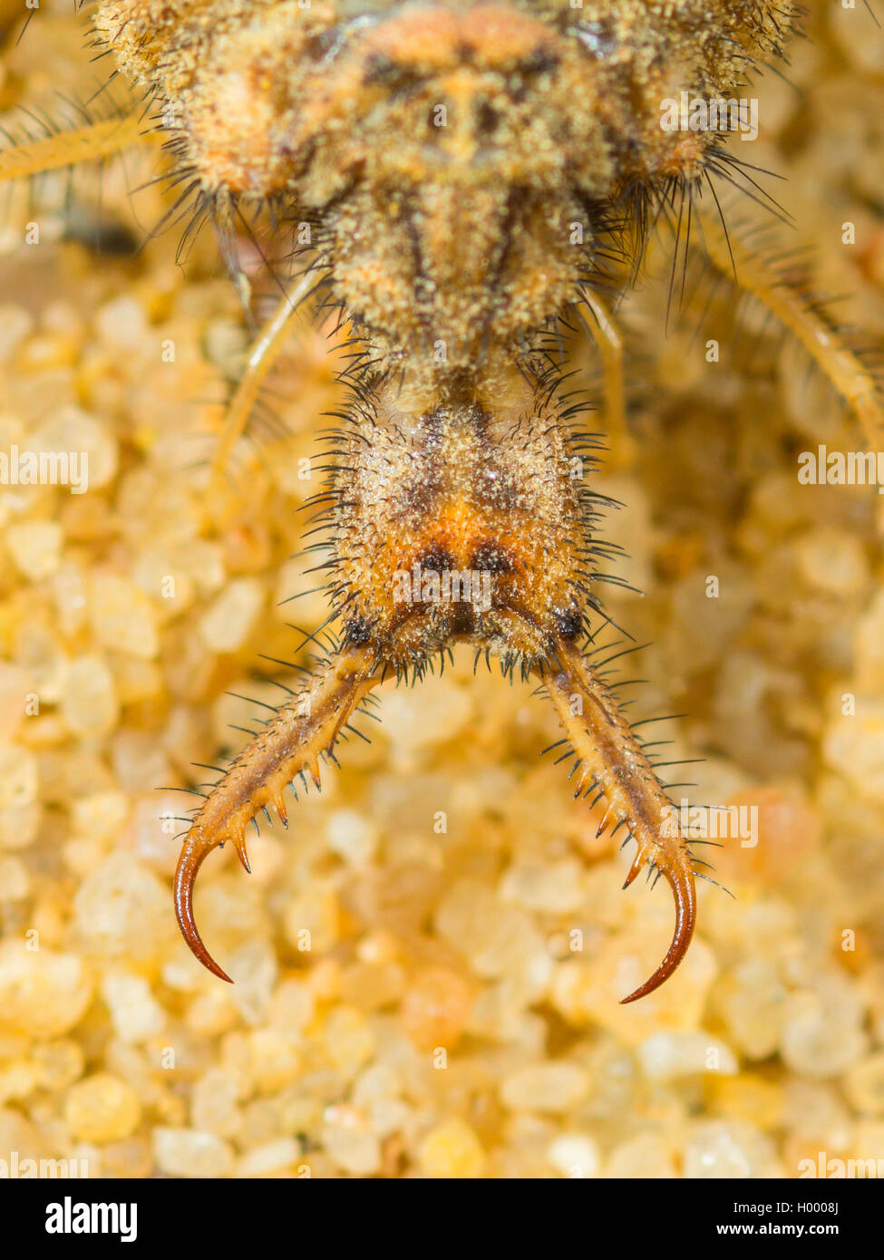 European Antlion Euroleon Nostras Mature Larva Sitting On Sandy