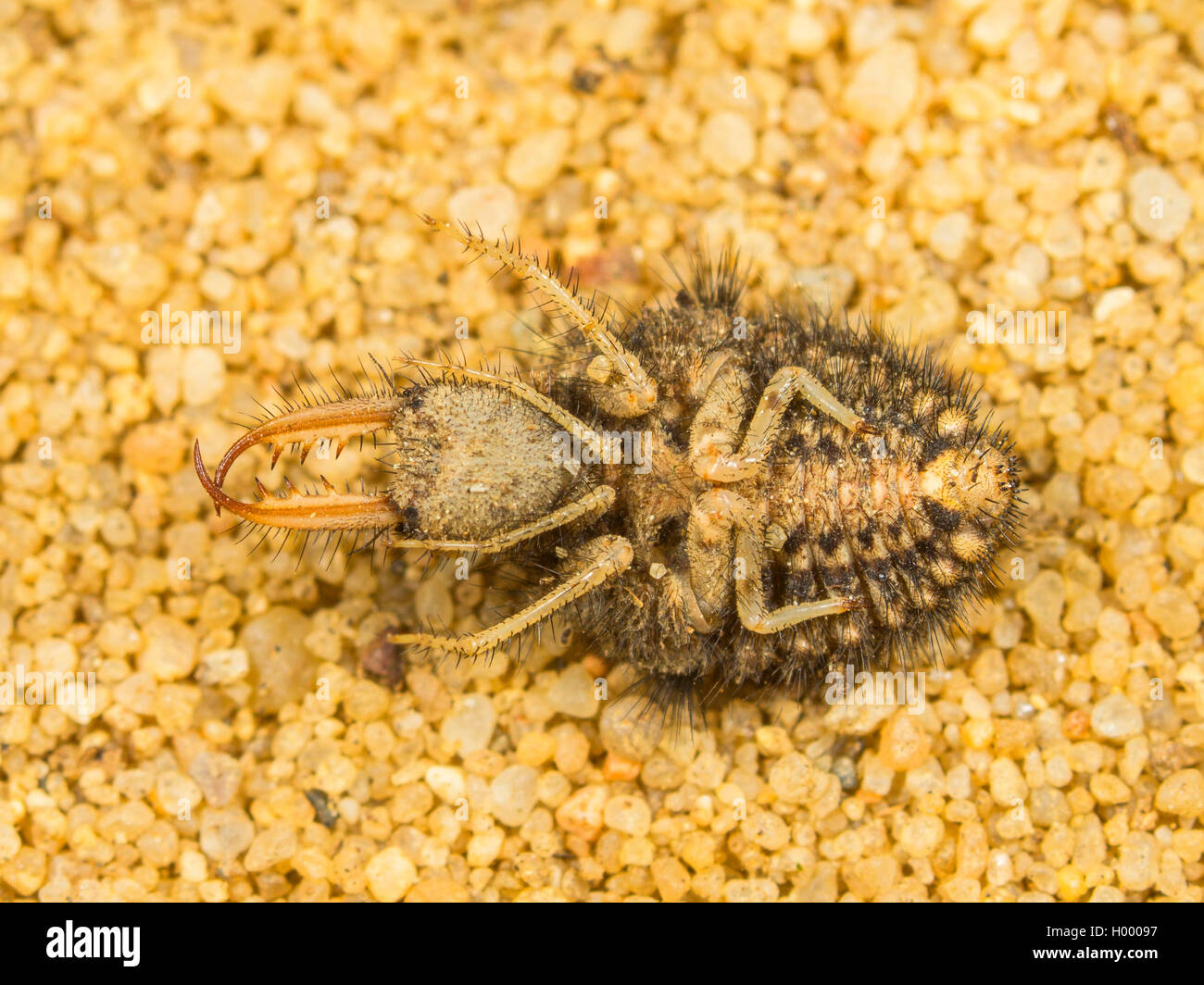 European antlion (Euroleon nostras), Mature larva laying on back side, Germany Stock Photo