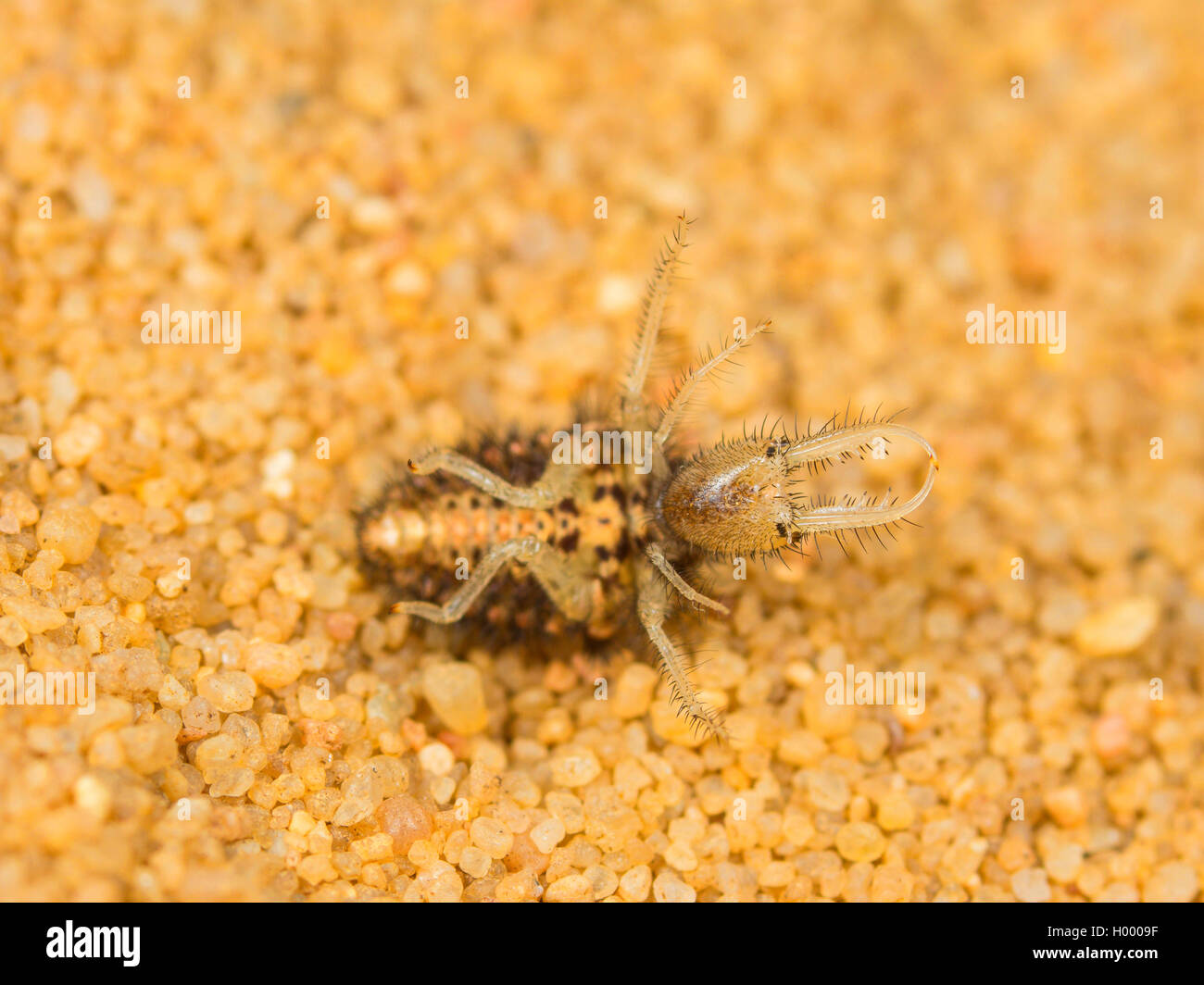 European antlion (Euroleon nostras), Young larva laying on back side, Germany Stock Photo