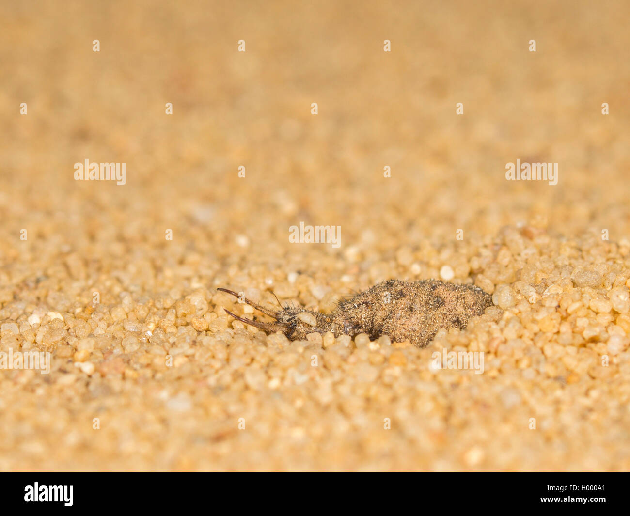 European antlion (Euroleon nostras), The mature larva digs itself into the sandy soil, Germany Stock Photo