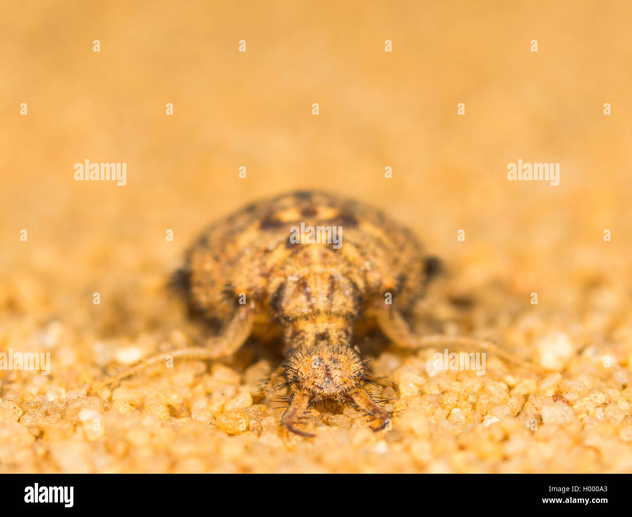 European antlion (Euroleon nostras), The mature larva digs itself into the sandy soil, Germany Stock Photo