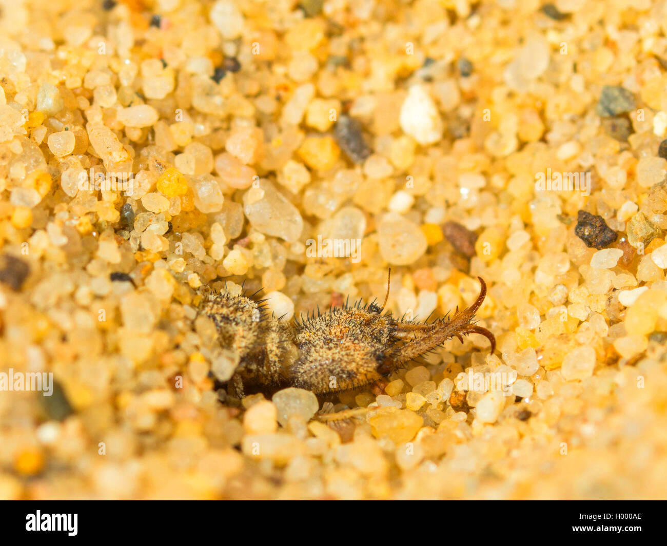 European antlion (Euroleon nostras), Antlion (mature larva) cleaning its pincers while constructing a conical pit in the sandy soil, Germany Stock Photo