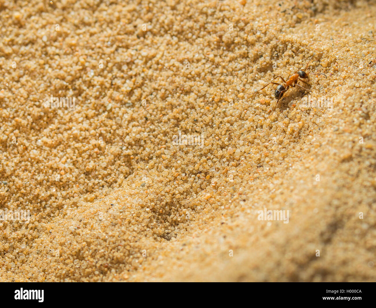 European antlion (Euroleon nostras), Captured ant (Formica rufibarbis) trying to flee out of the conical pit, Germany Stock Photo