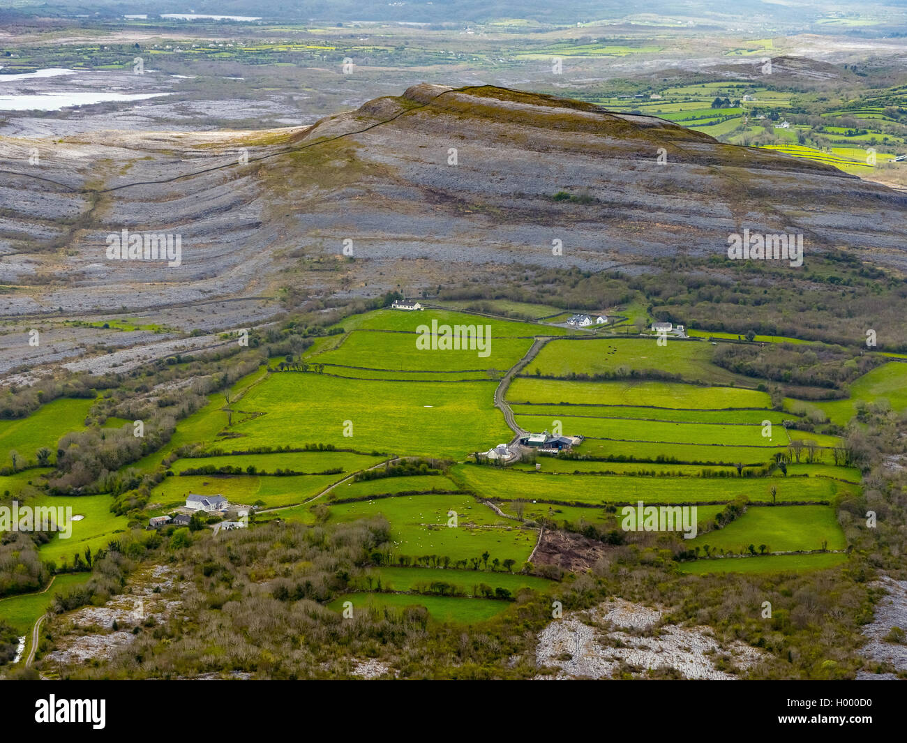 Burren,grüne Weiden mit Kühen und Schafen,  Naturschutzgebiet, Kalkfelsen, Kreidefelsenformation, Mullaghmore Burren County Clar Stock Photo