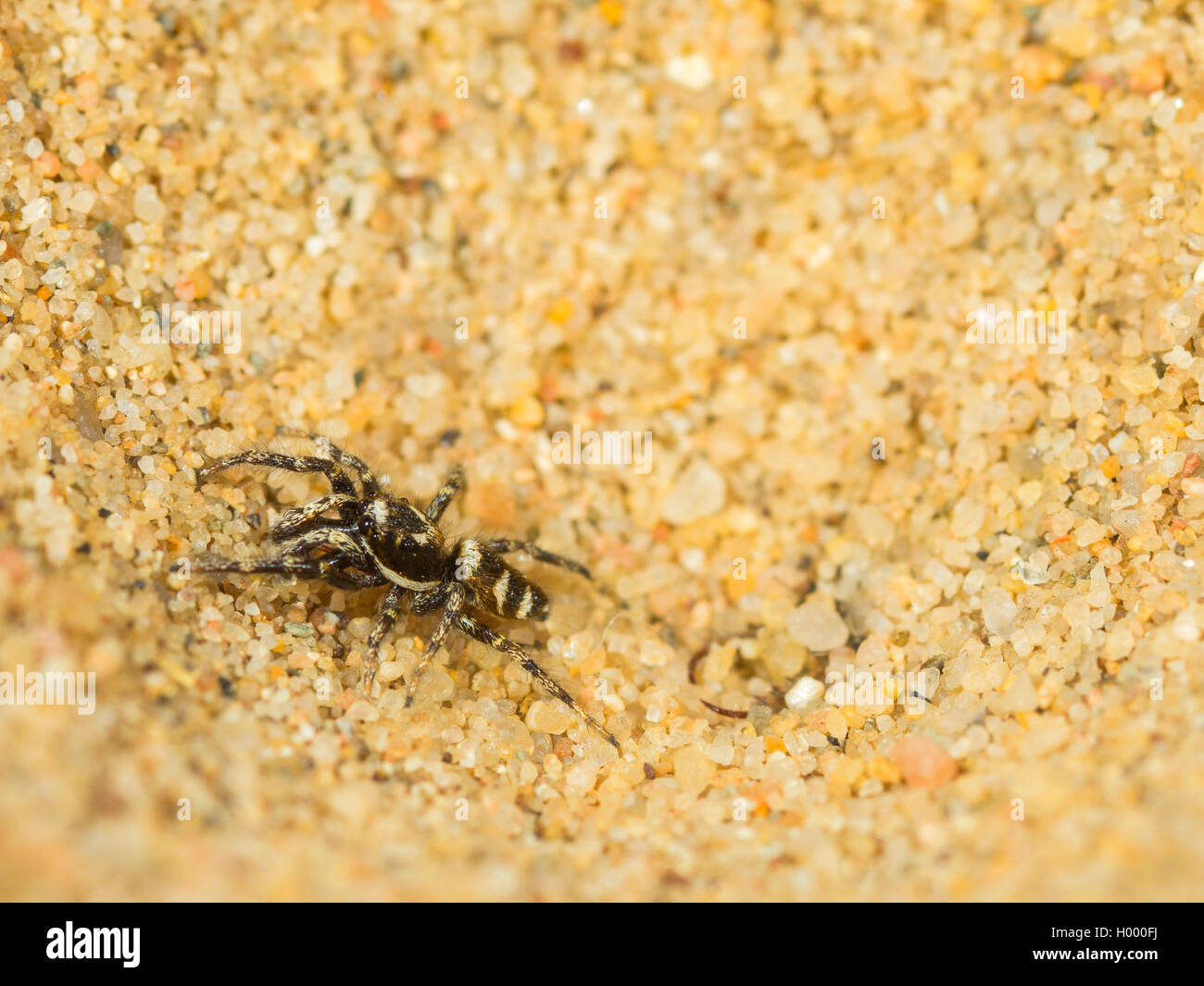 European antlion (Euroleon nostras), Captured Zebra Spider (Salticus scenicus) trying to flee out of the conical pit, Germany Stock Photo