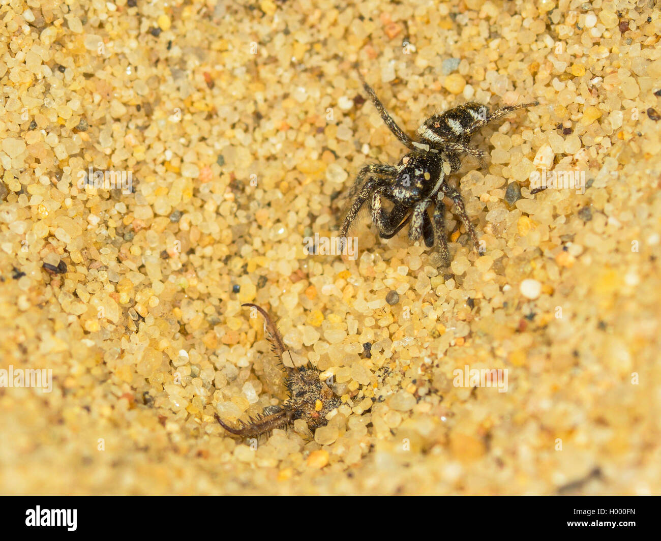 European antlion (Euroleon nostras), Captured Zebra Spider (Salticus scenicus) trying to flee out of the conical pit, Germany Stock Photo