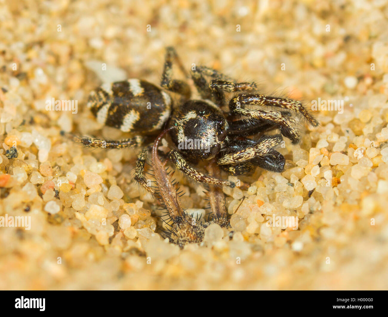 European antlion (Euroleon nostras), Mature Antlion sucking a captured Zebra Spider (Salticus scenicus) at the ground of the conical pit, Germany Stock Photo