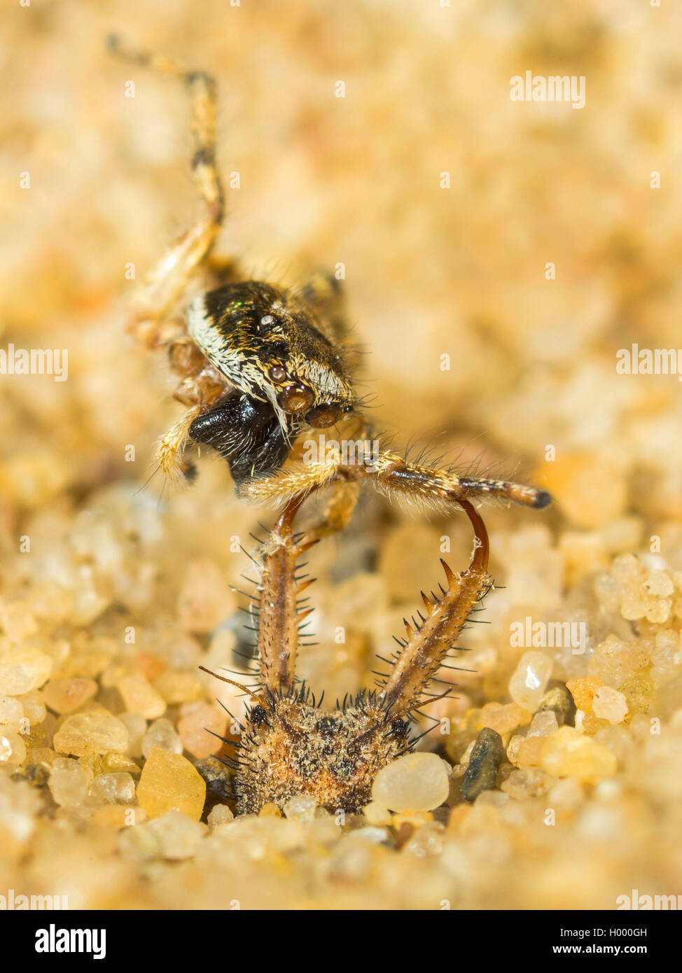 European antlion (Euroleon nostras), Mature Antlion sucking a captured Zebra Spider (Salticus scenicus) at the ground of the conical pit, Germany Stock Photo