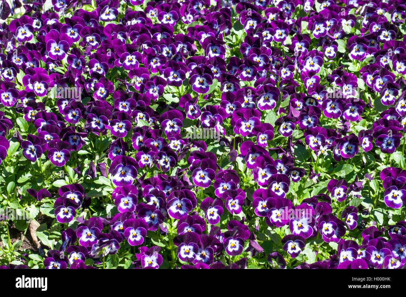 Many purple pansies background Stock Photo - Alamy