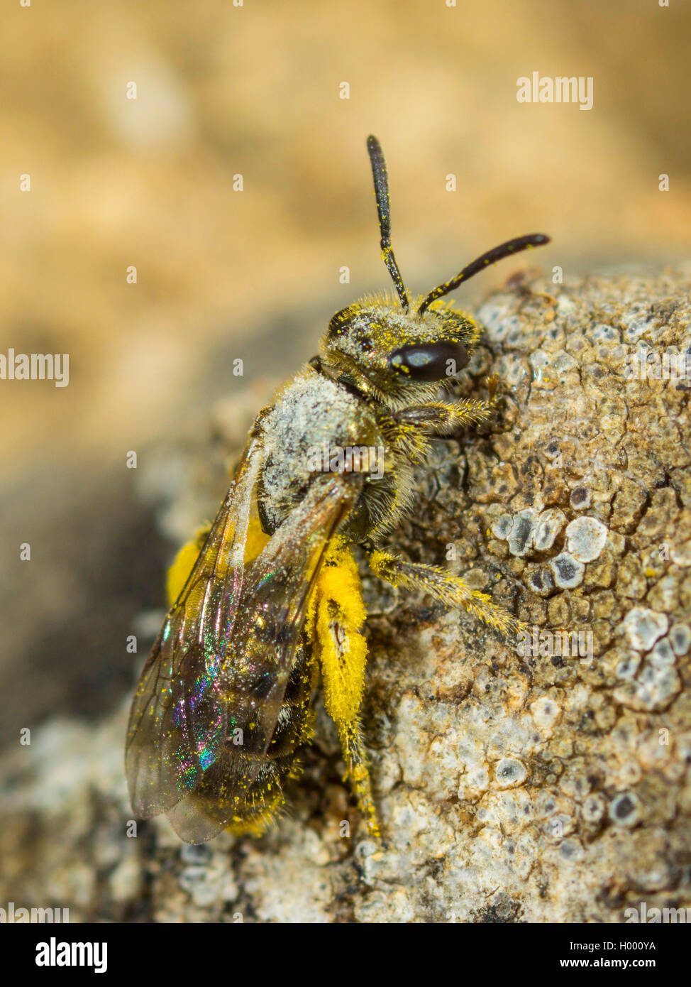 Sandwespe, Sand-Wespe, Andrena falsifica (Andrena falsifica), mit Pollenhoeschen, Deutschland | Thick-margined Mini-mining Bee ( Stock Photo