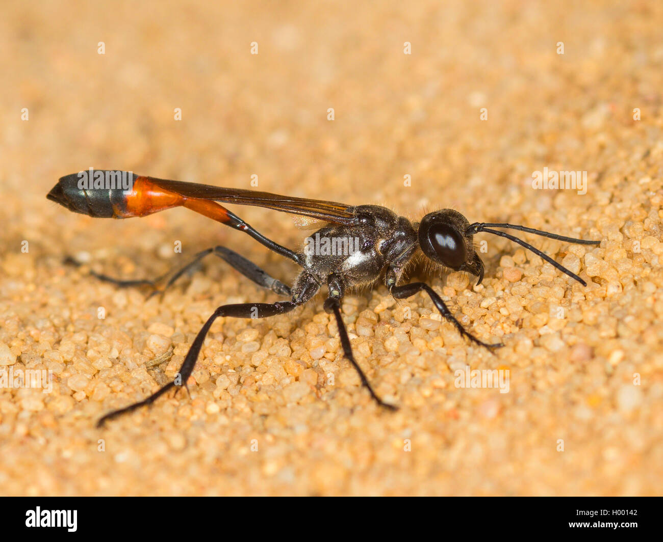 https://www.alamy.com/image-license-details/?v\u003d1