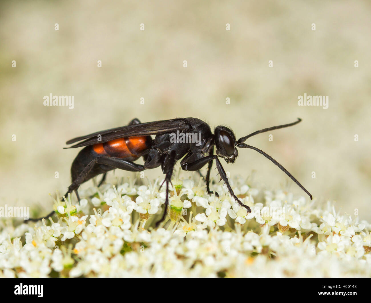 Black-banded spider wasp (Anoplius viaticus, Anoplius fuscus, Pompilus viaticus), Female foraging on Wild Carrot (Daucus carota), Germany Stock Photo