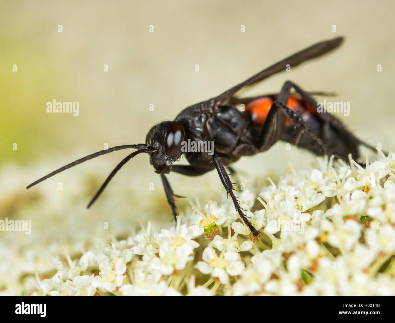 Black-banded spider wasp (Anoplius viaticus, Anoplius fuscus, Pompilus viaticus), Female foraging on Wild Carrot (Daucus carota), Germany Stock Photo