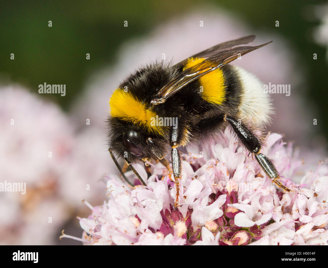white-tailed bumble bee (Bombus lucorum), White-tailed bumblebee worker foraging on Oregano (Origanum vulgare), Germany Stock Photo
