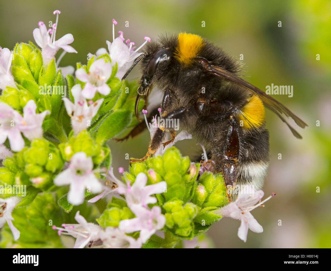 white-tailed bumble bee (Bombus lucorum), White-tailed bumblebee worker foraging on Majoram, Germany Stock Photo