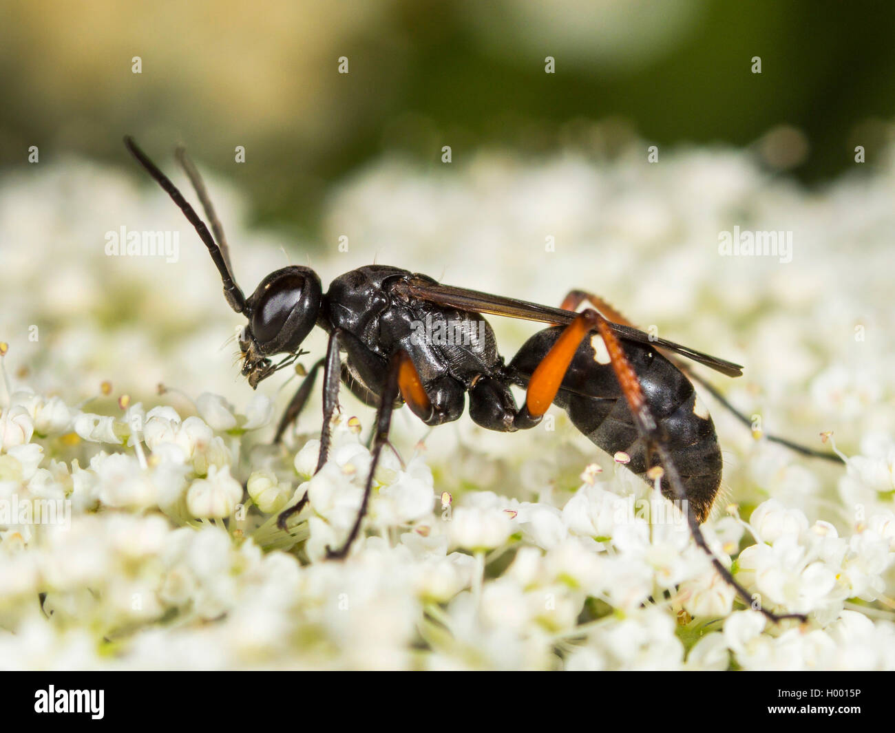 pompilid wasp (Cryptocheilus versicolor), Female foraging on Wild Carrot  (Daucus carota), Germany Stock Photo - Alamy