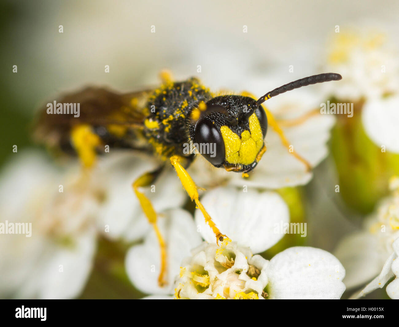 Ornate Tailed Digger Wasp (Cerceris rybyensis), Male foraging on Common Yarrow (Achillea millefolium), Germany Stock Photo