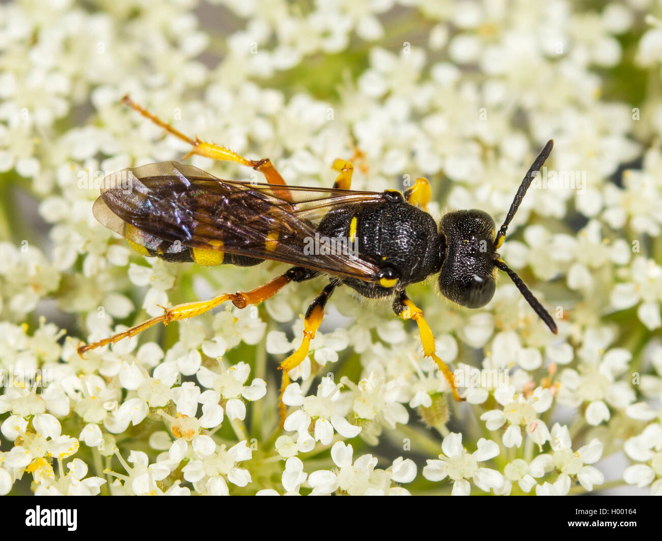 Ornate Tailed Digger Wasp (Cerceris rybyensis), Female foraging on Wild Carrot (Daucus carota), Germany Stock Photo