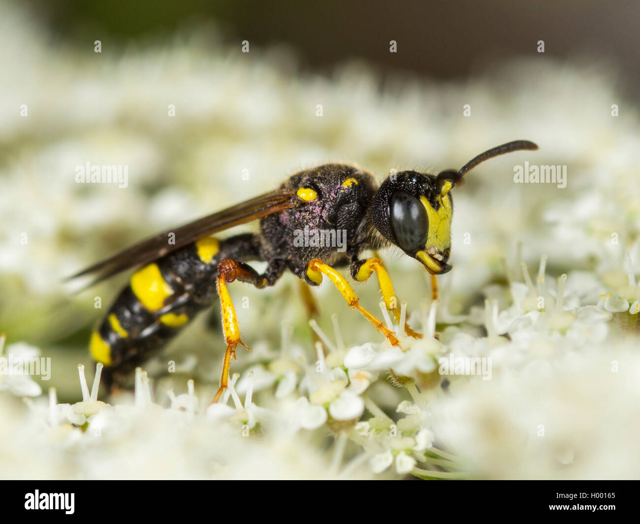 Ornate Tailed Digger Wasp (Cerceris rybyensis), Female foraging on Wild Carrot (Daucus carota), Germany Stock Photo