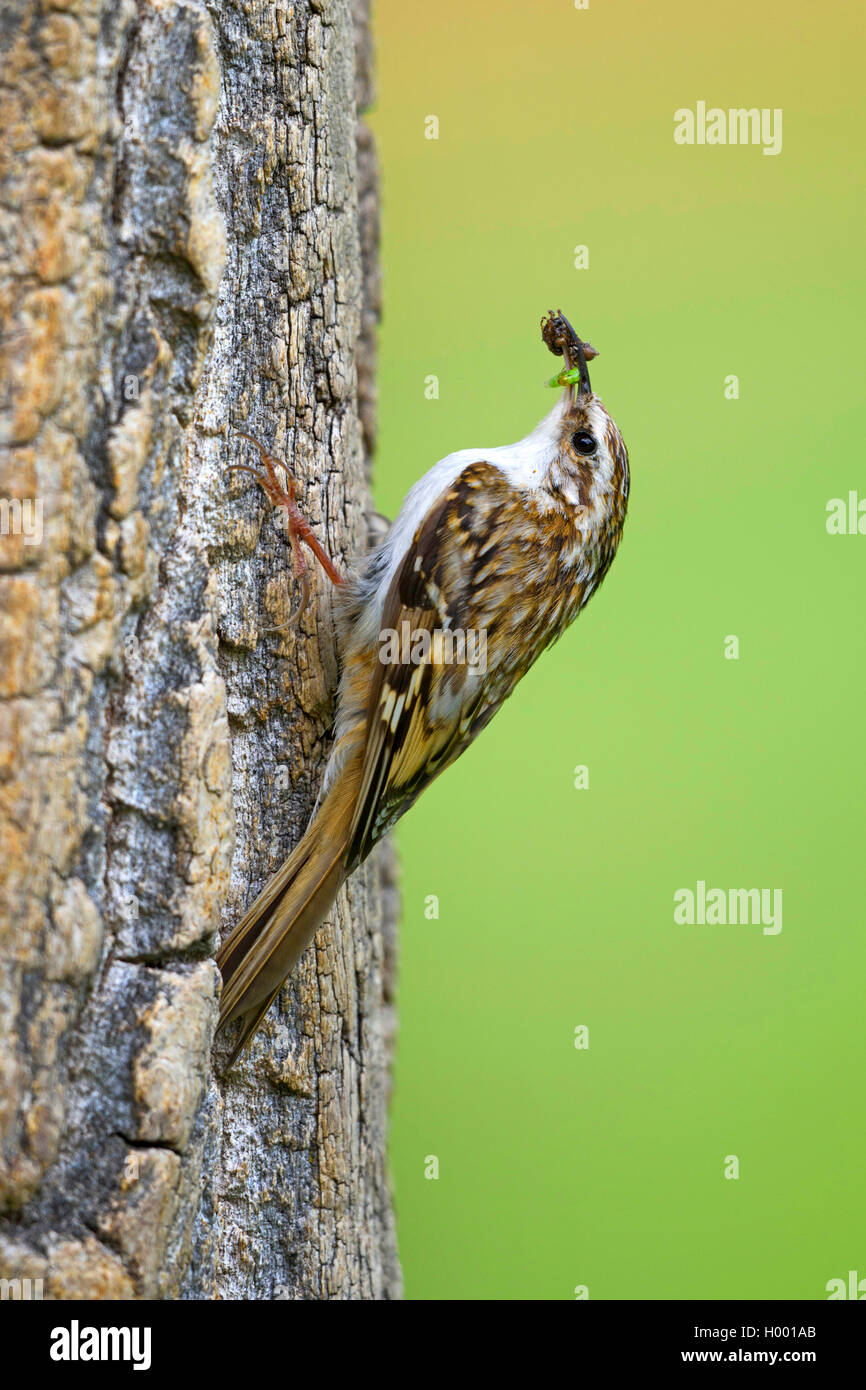 common treecreeper (Certhia familiaris), sitting at a tree trunk with caught insects in the bill, Germany, Bavaria Stock Photo