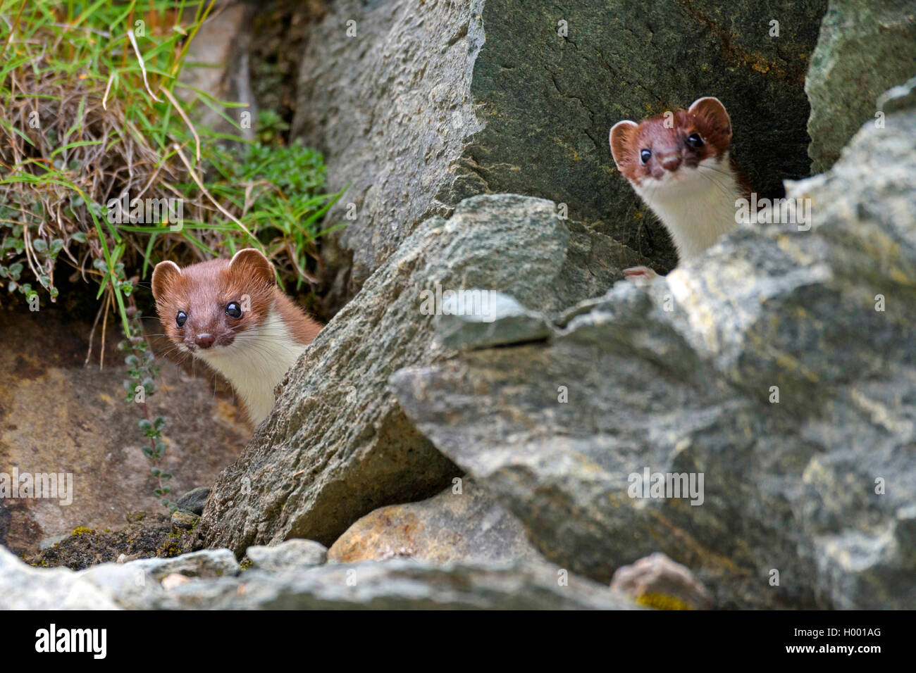 Ermine, Stoat, Short-tailed weasel (Mustela erminea), two ermines look out of their hide, Italy, South Tyrol Stock Photo