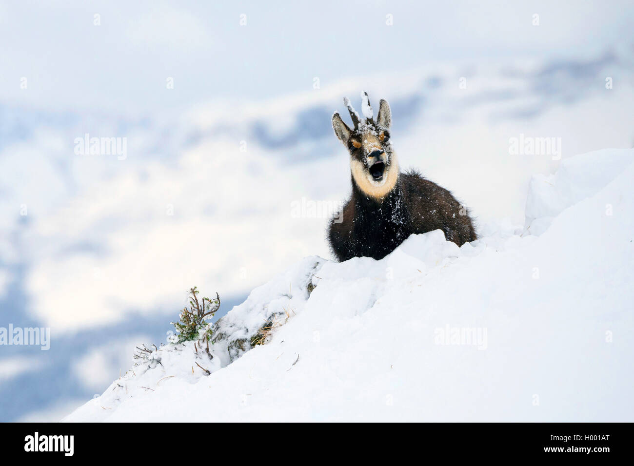 chamois (Rupicapra rupicapra), chamois in snowy landscape, Italy Stock Photo