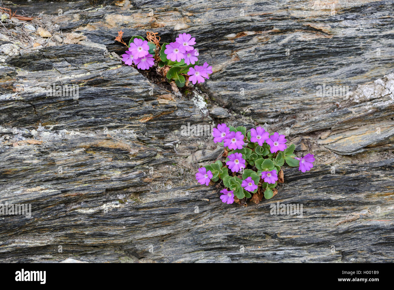 Alpine primula, Hirsuta Primrose (Primula hirsuta, Primula viscosa), blooming on a rock, Germany, Bavaria Stock Photo